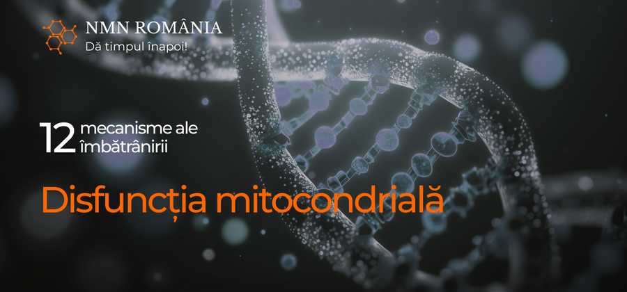 Disfuncția mitocondrială: când motoarele celulare încep să cedeze